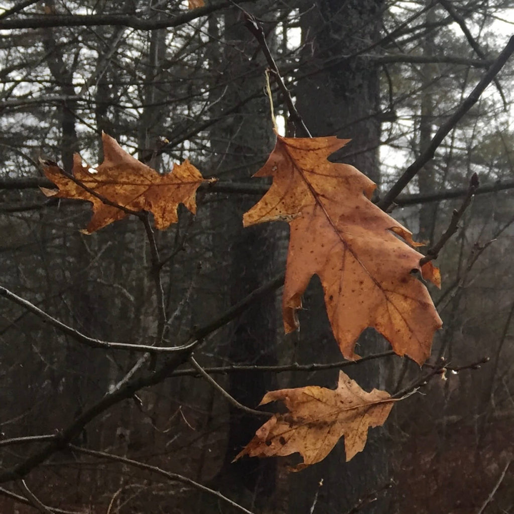 FAlling oak leaves